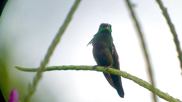 Coqueta Verde Norteña - ML569441491