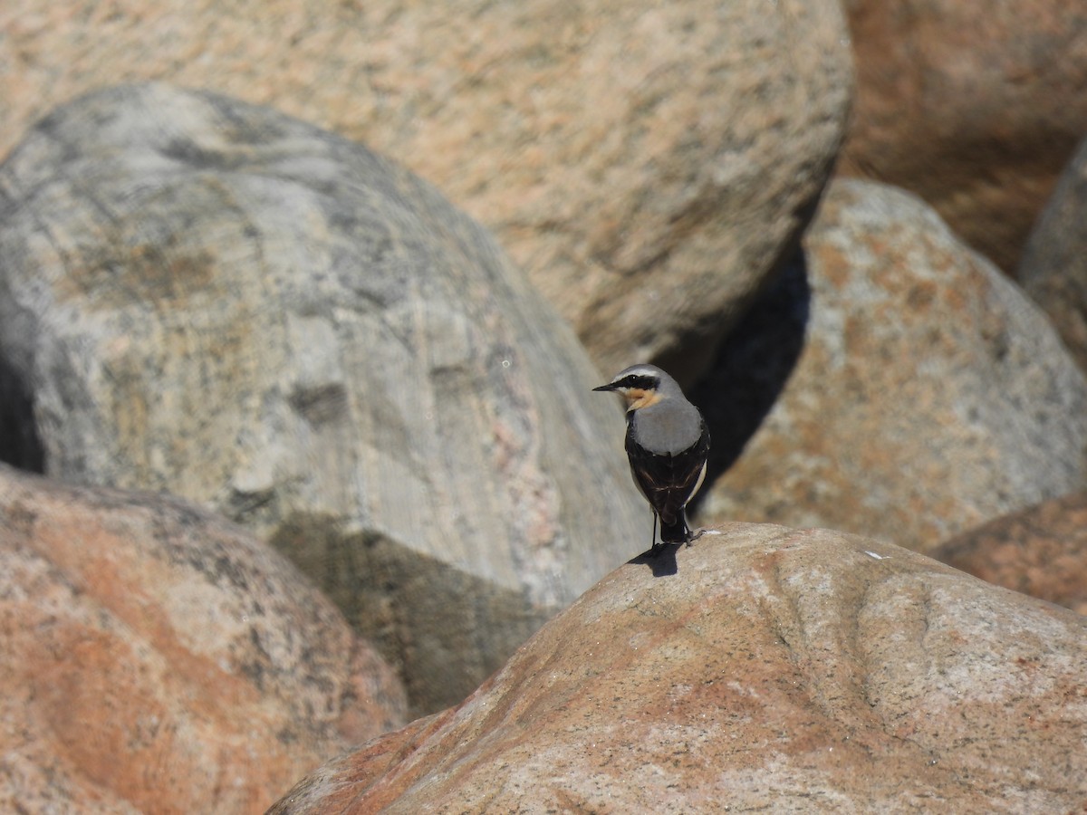 Northern Wheatear - ML569441591