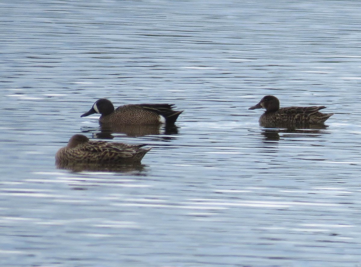 Blue-winged Teal - Hendrik Herlyn