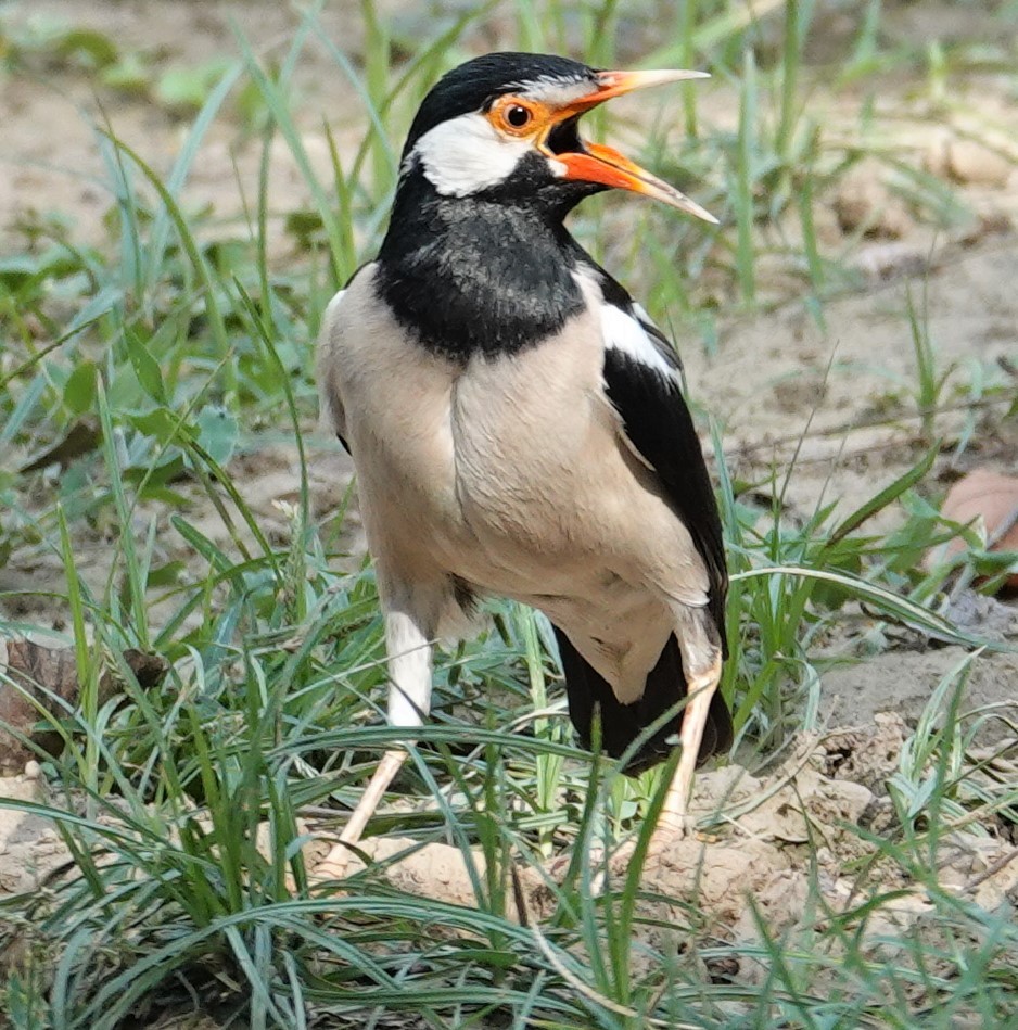 Indian Pied Starling - Mark Robbins