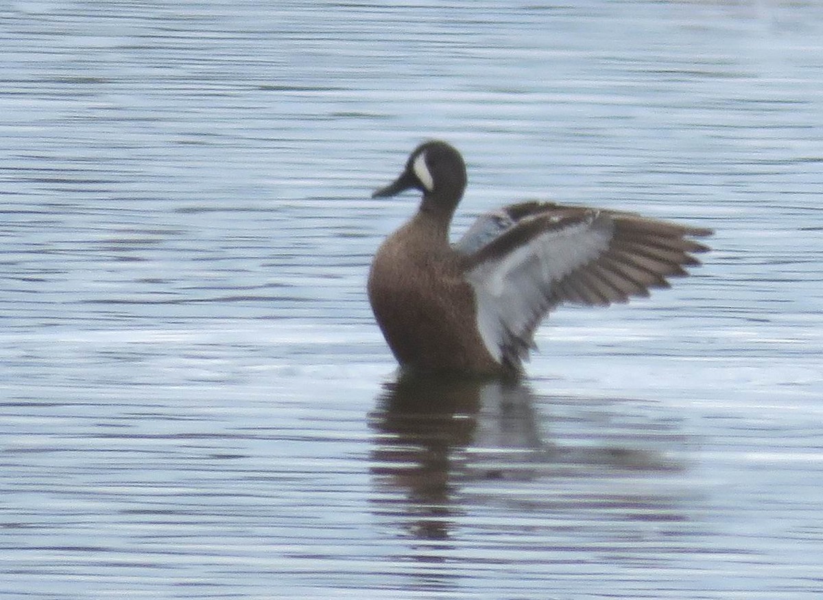 Blue-winged Teal - Hendrik Herlyn