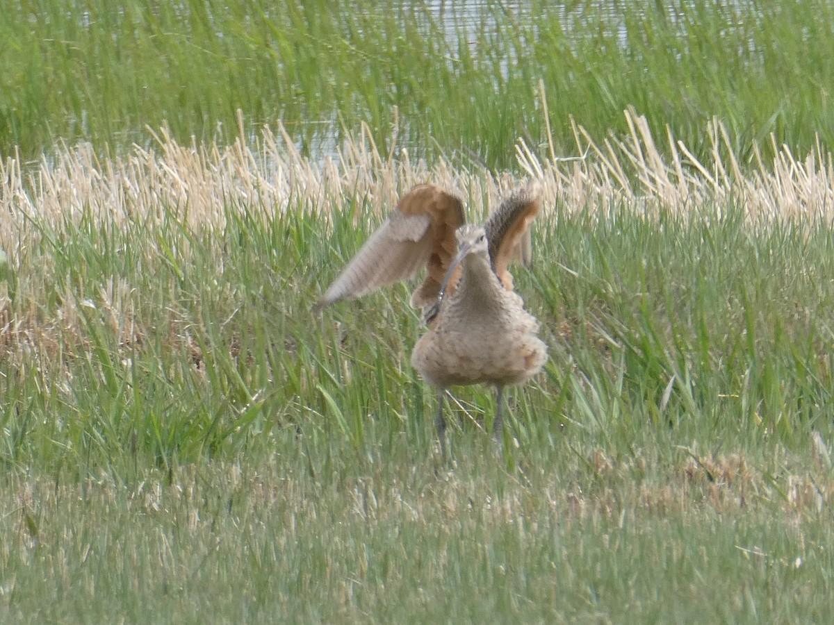 Long-billed Curlew - ML569441741