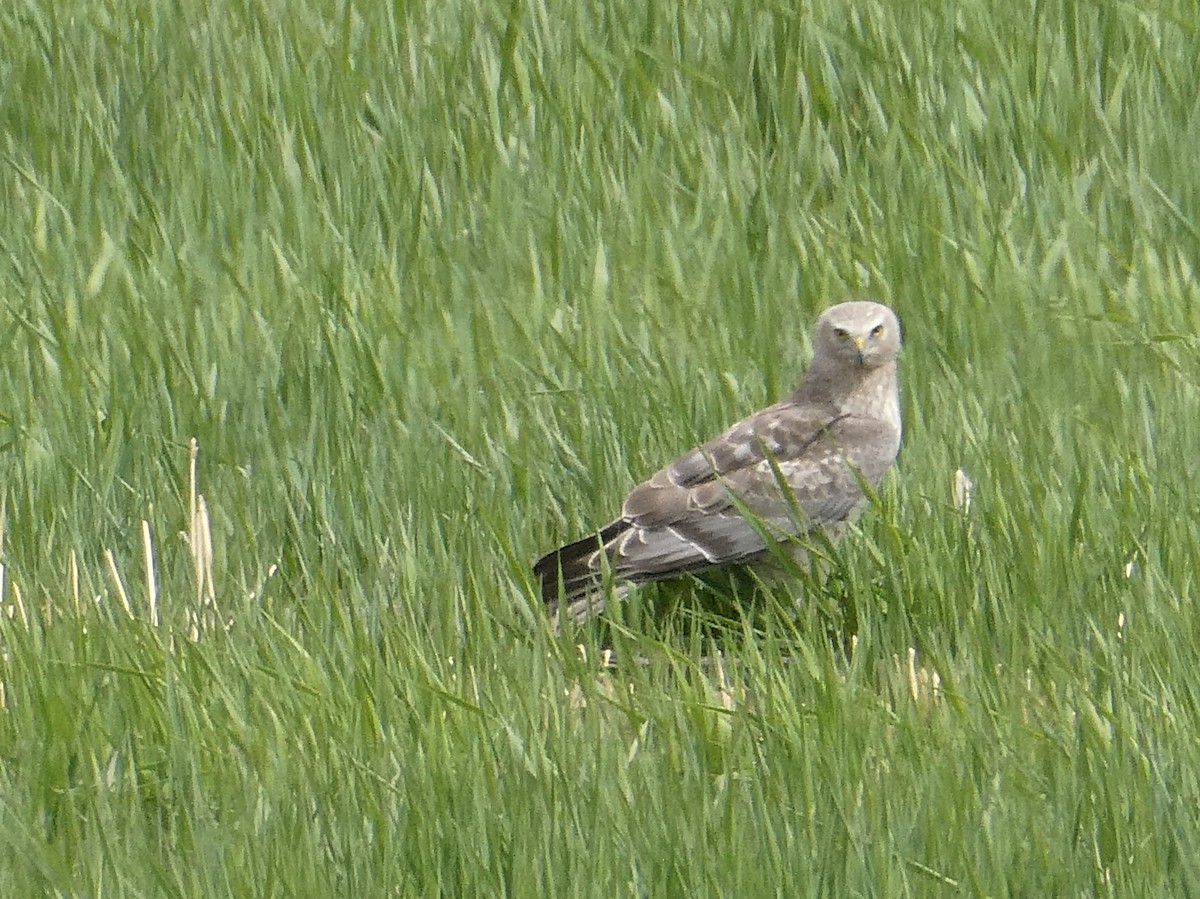 Northern Harrier - ML569442711