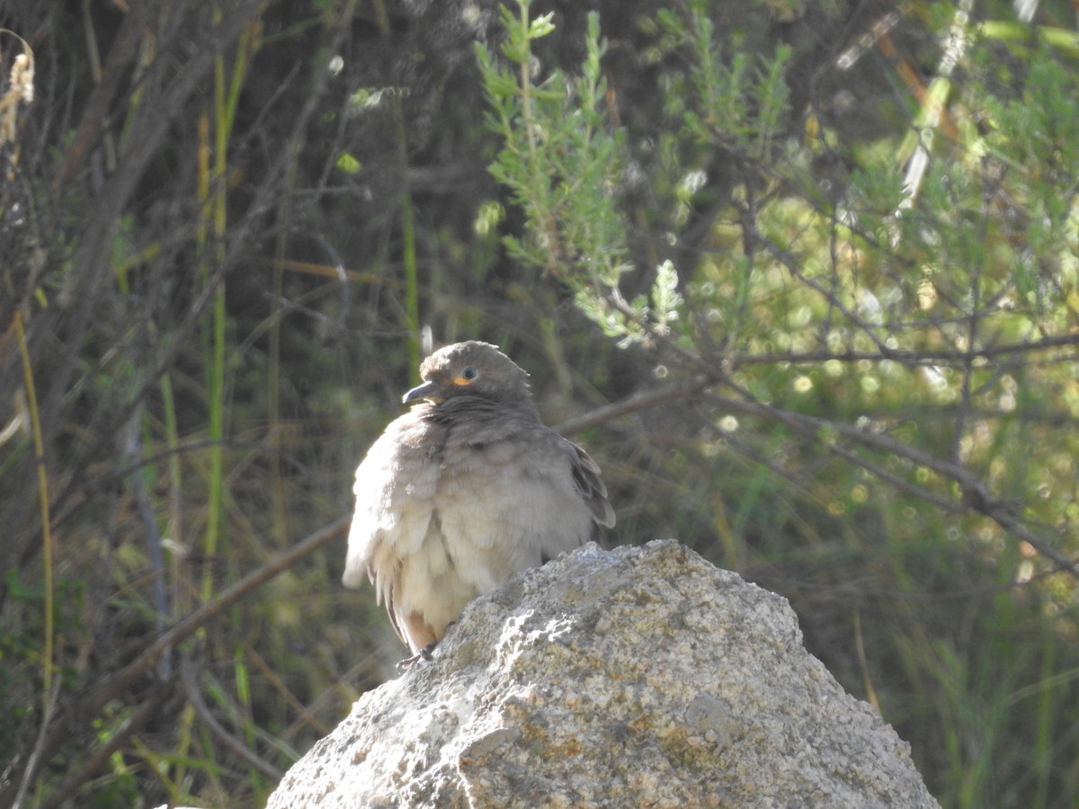 Black-winged Ground Dove - ML569443721