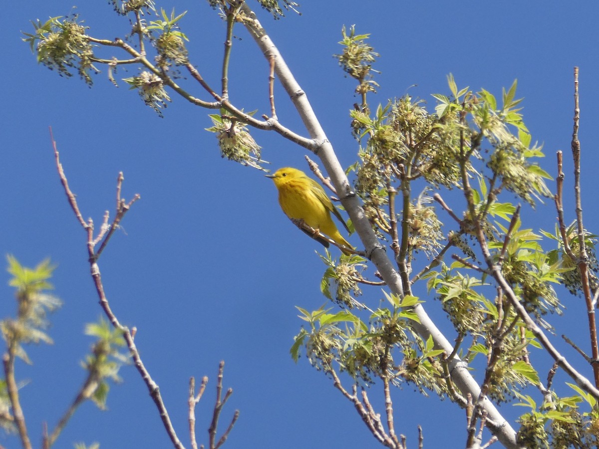 Yellow Warbler - ML569444261