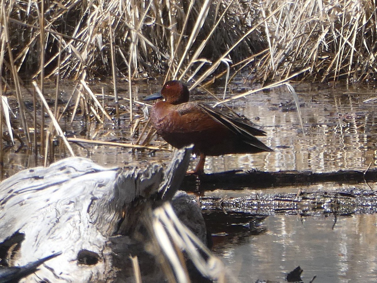 Cinnamon Teal - ML569444821