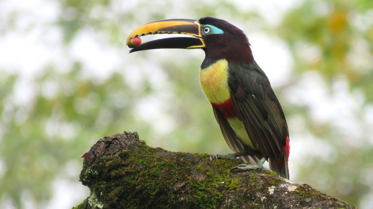 Chestnut-eared Aracari - ML56944521