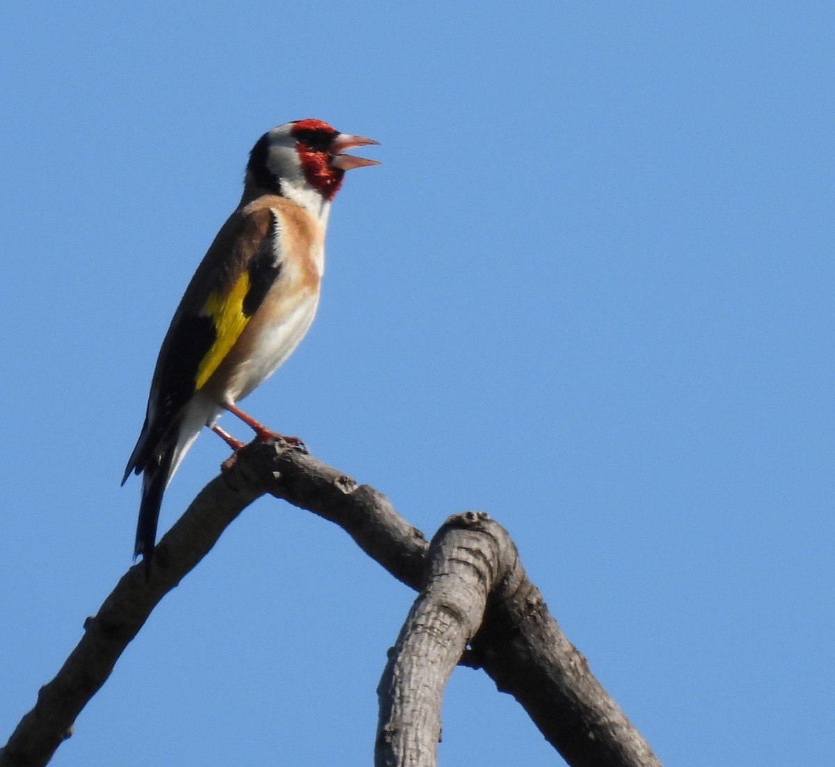 European Goldfinch - ML569445681