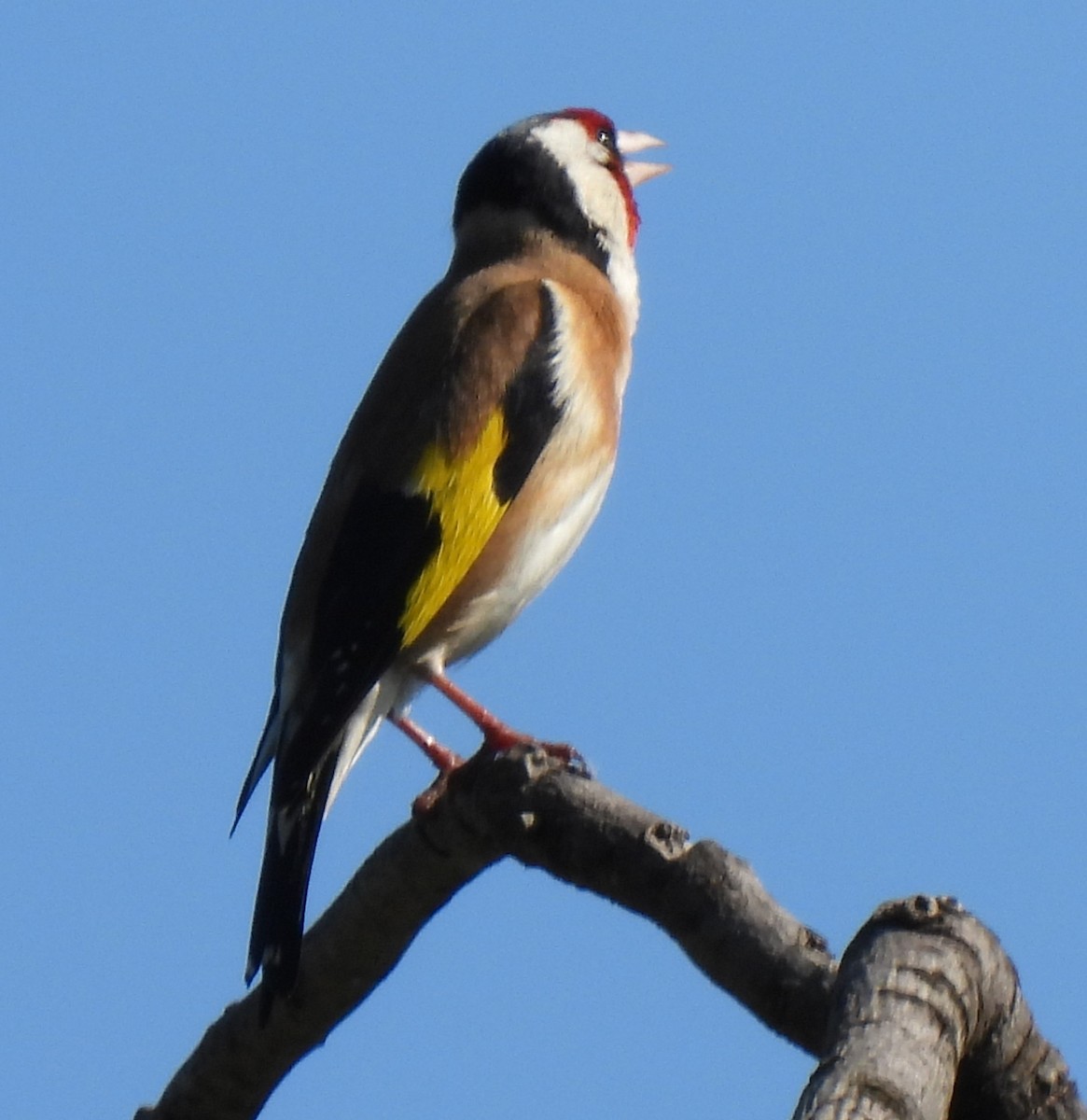 European Goldfinch - ML569446071