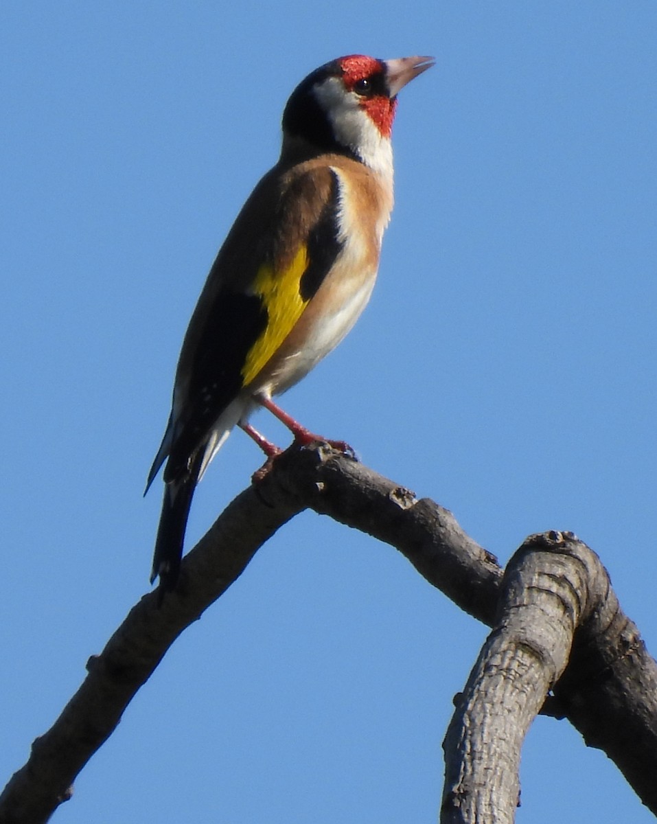 European Goldfinch - ML569446161