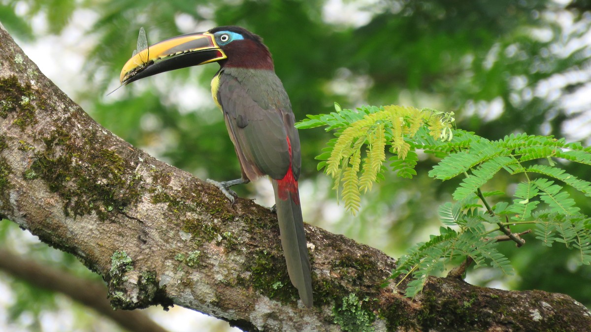 Chestnut-eared Aracari - ML56944631