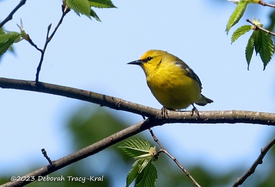 Blue-winged Warbler - ML569447681