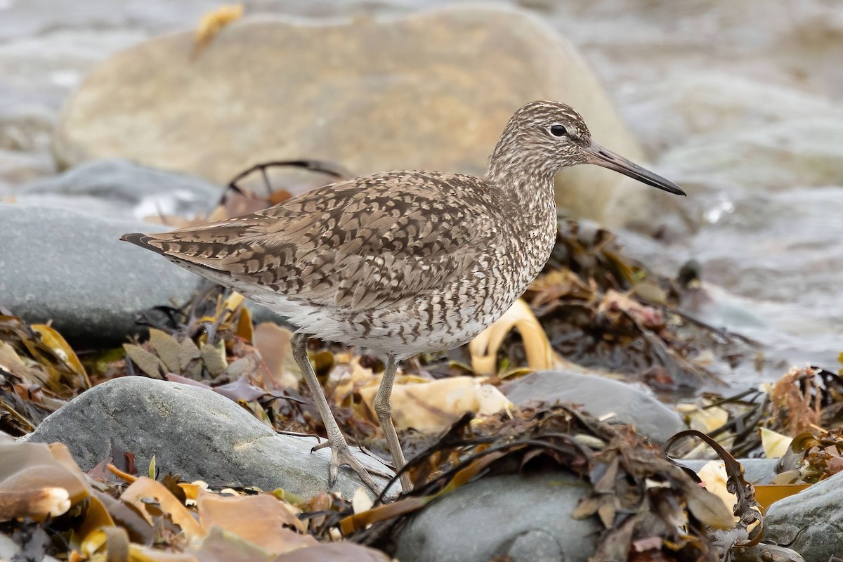 Willet - ML569447731