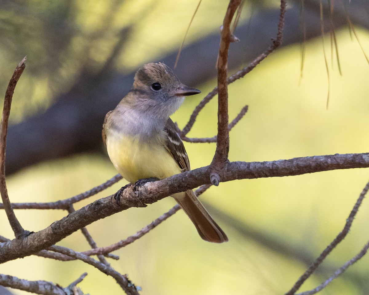 Great Crested Flycatcher - ML569447761