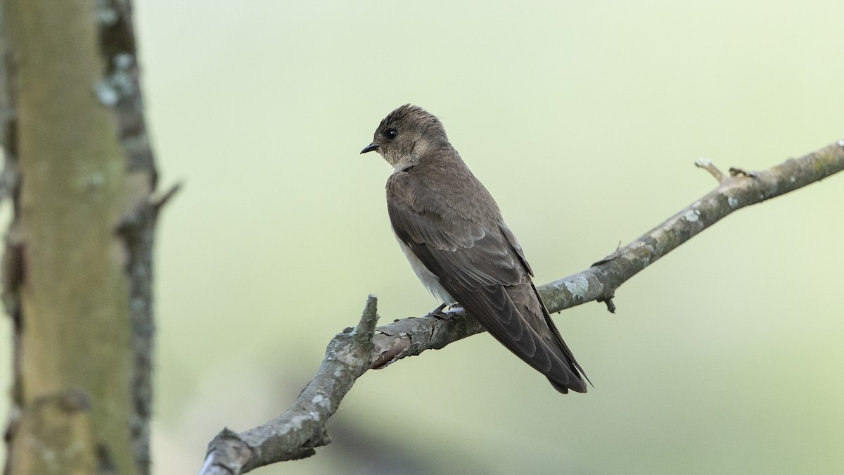 Northern Rough-winged Swallow - ML569448231