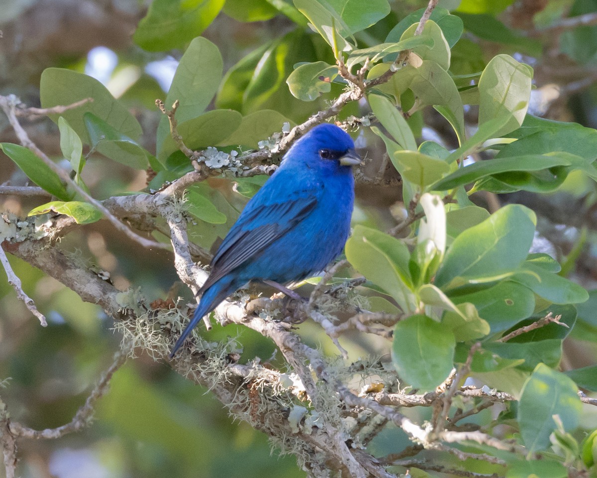 Indigo Bunting - ML569448571