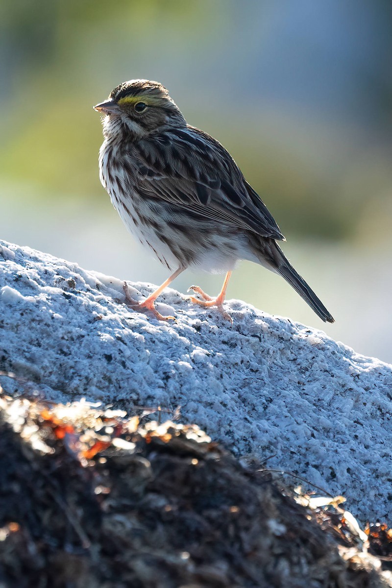 Savannah Sparrow - ML569448781
