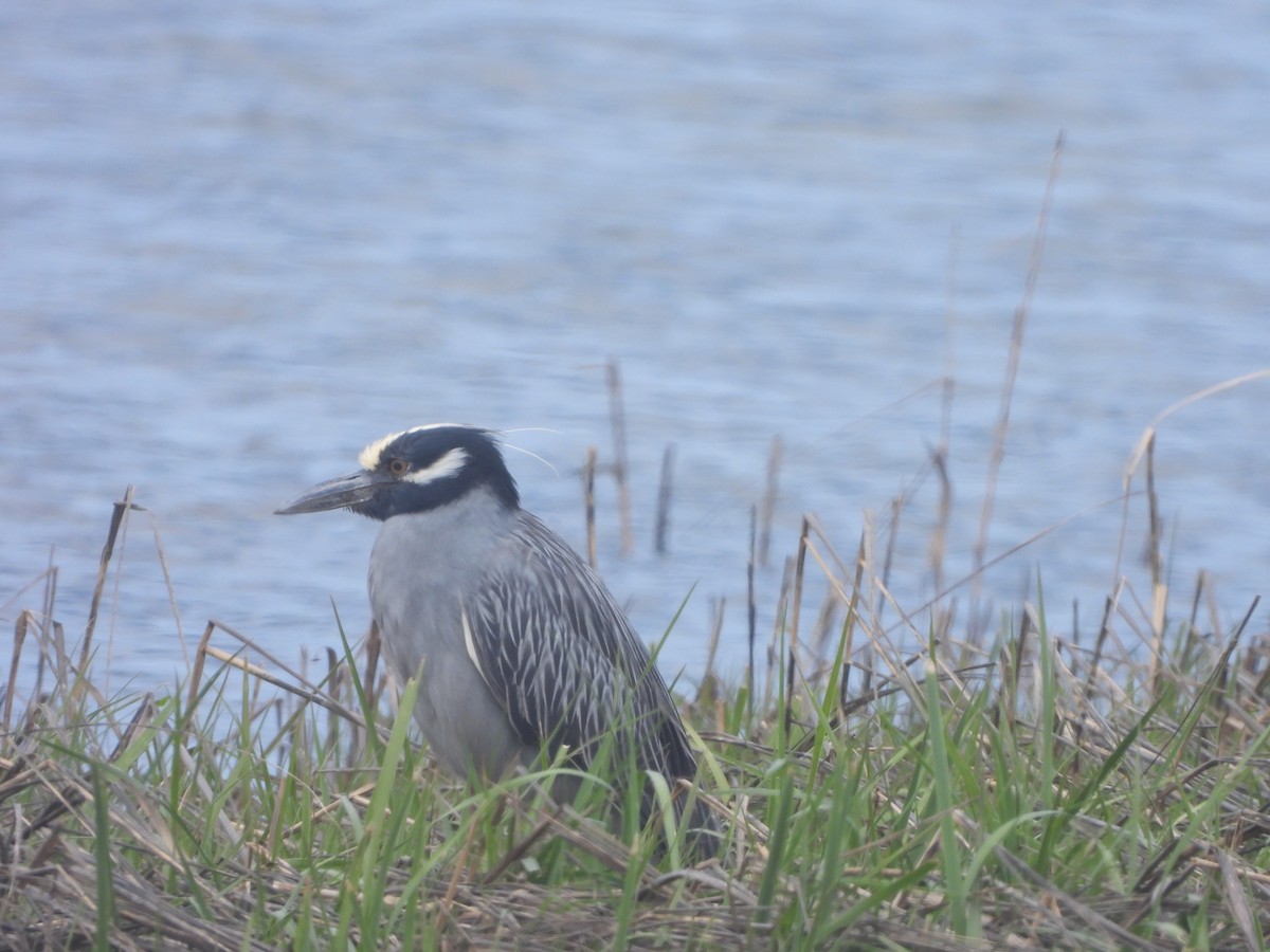 Yellow-crowned Night Heron - ML569450201