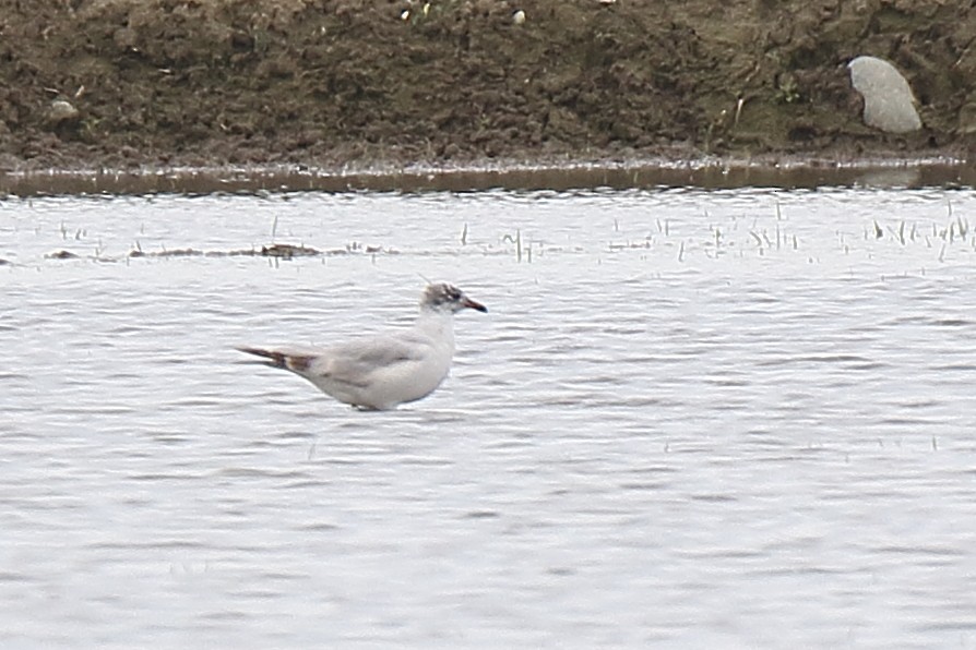 Mediterranean Gull - ML569450241