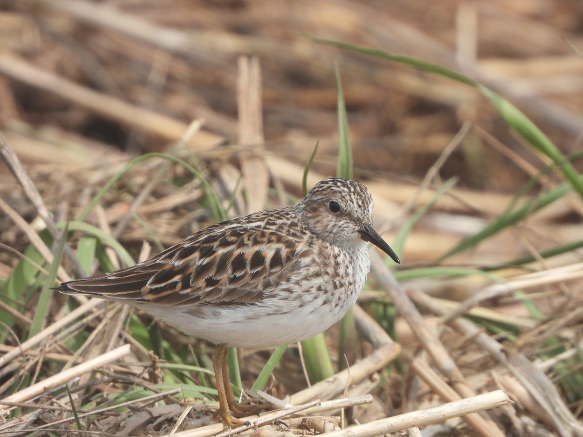 Least Sandpiper - ML569450381