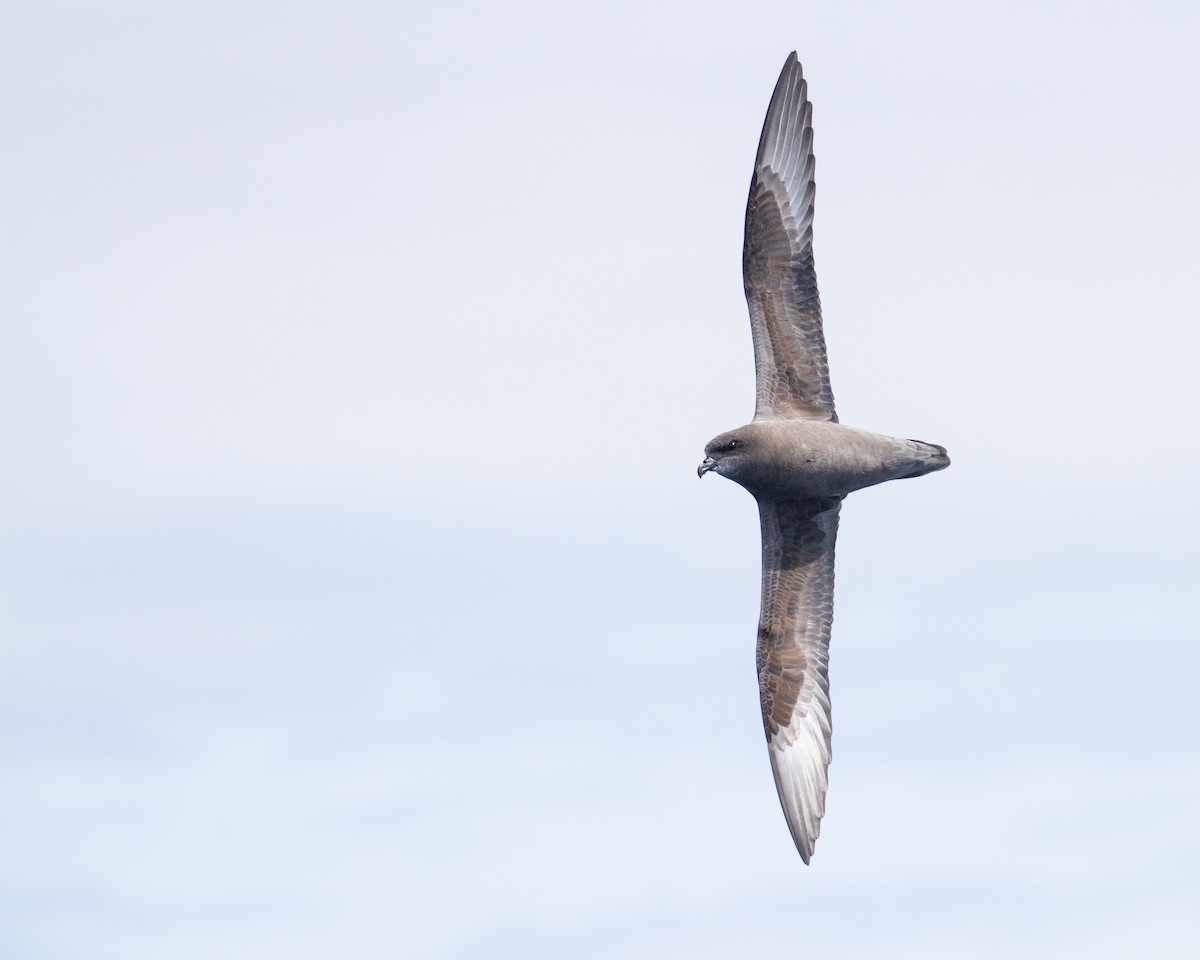 Murphy's Petrel - ML569451431