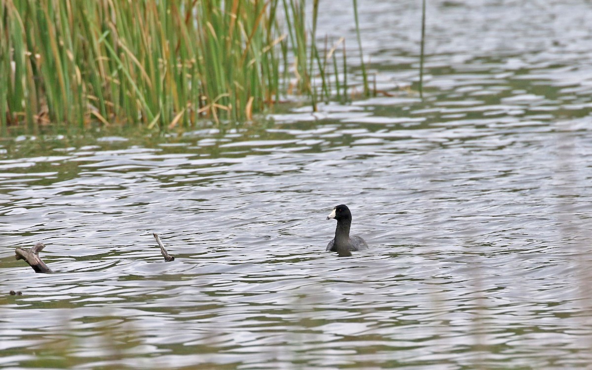 אגמית אמריקנית - ML569452171