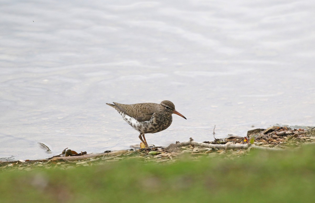 Spotted Sandpiper - Elizabeth Brensinger