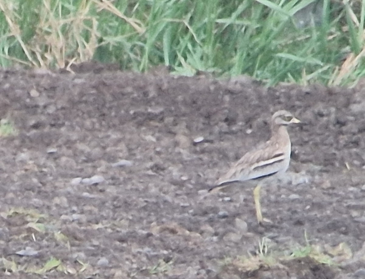 Eurasian Thick-knee - ML569454881