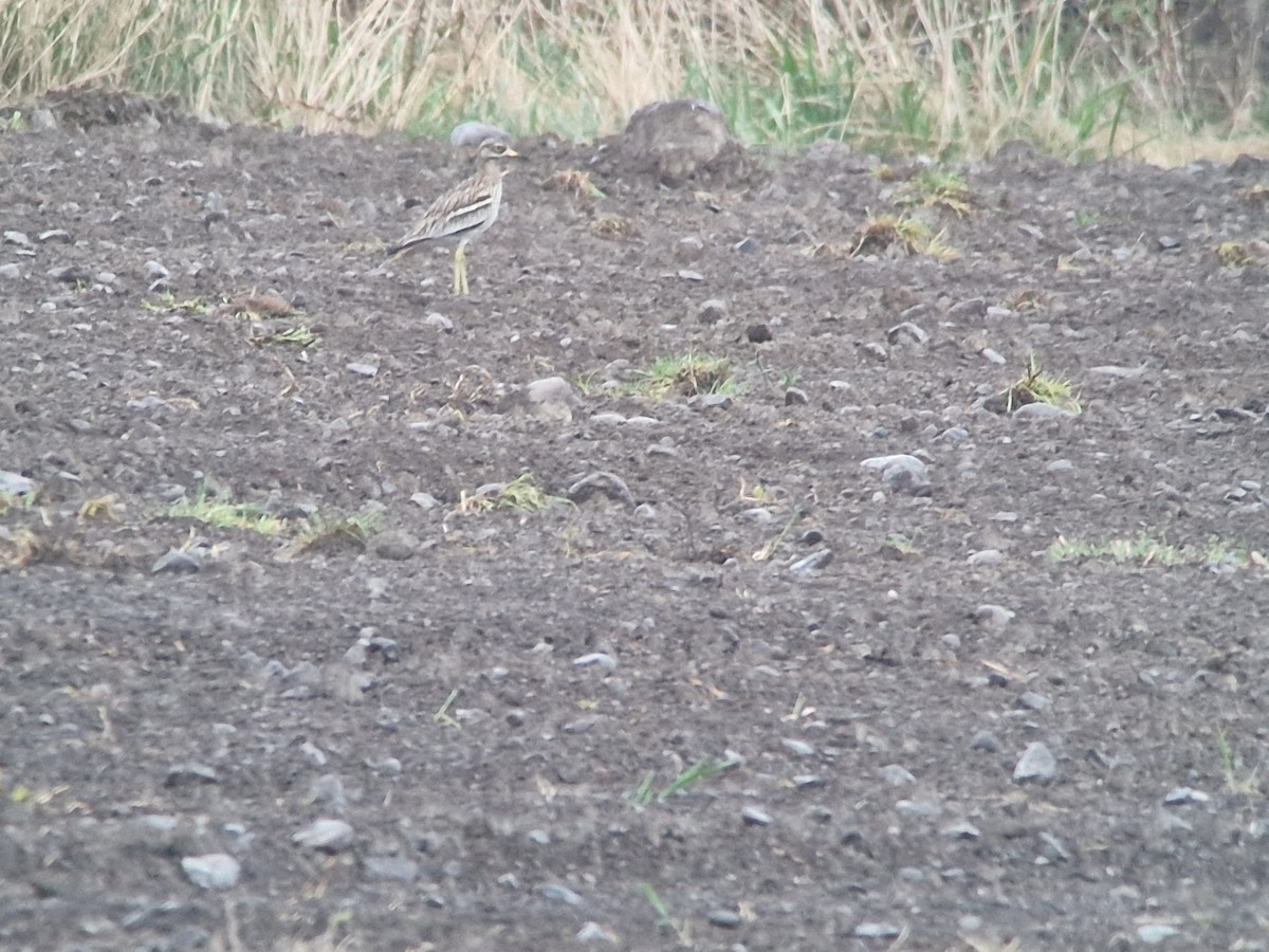 Eurasian Thick-knee - ML569454911