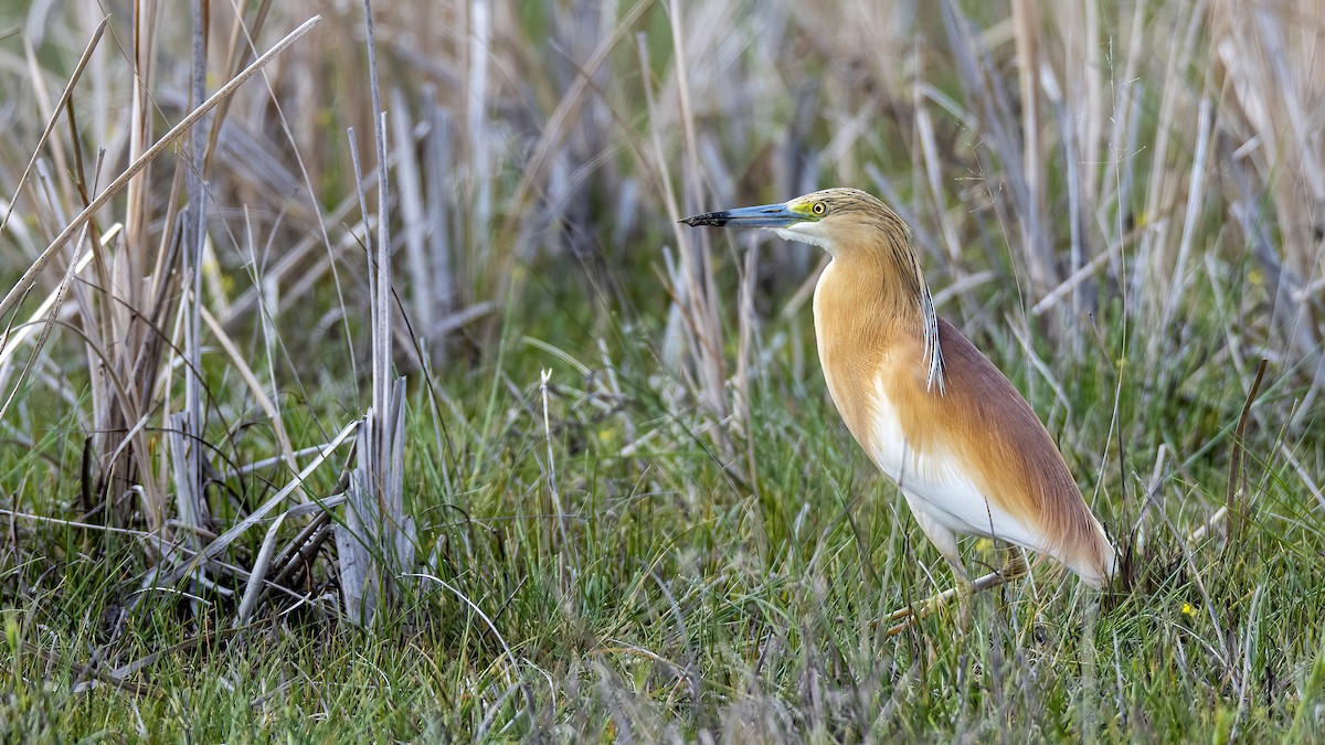 Squacco Heron - Sertaç Yıldırım
