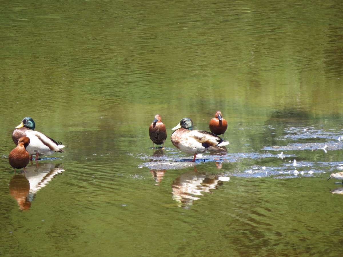 Cinnamon Teal - ML56945731