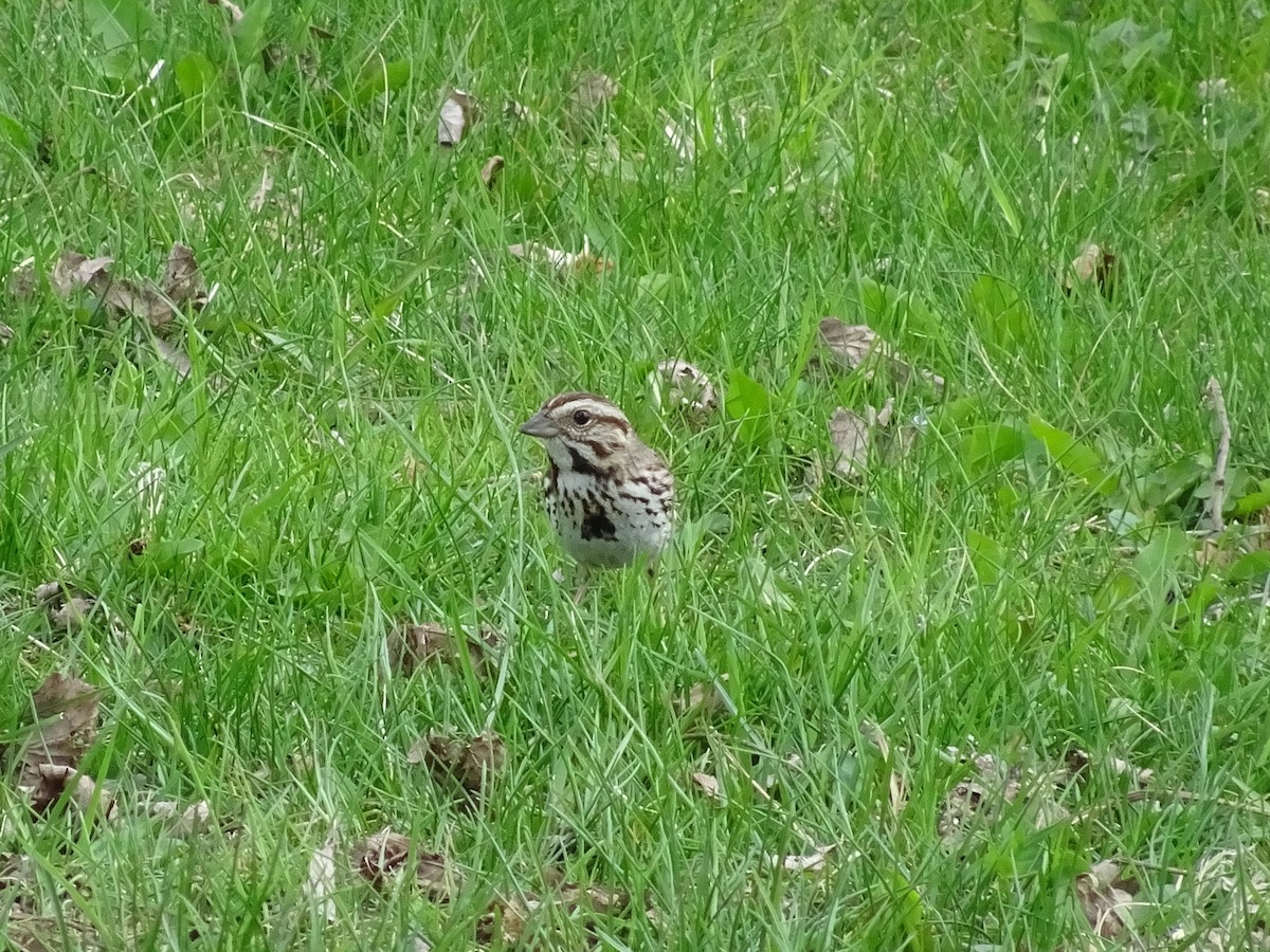 Song Sparrow - ML569457351