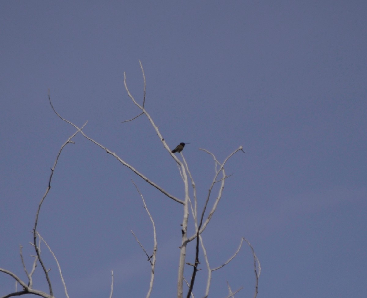 Black-chinned Hummingbird - Susan Lindberg