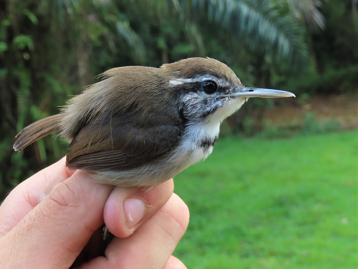 Collared Gnatwren - ML569458321