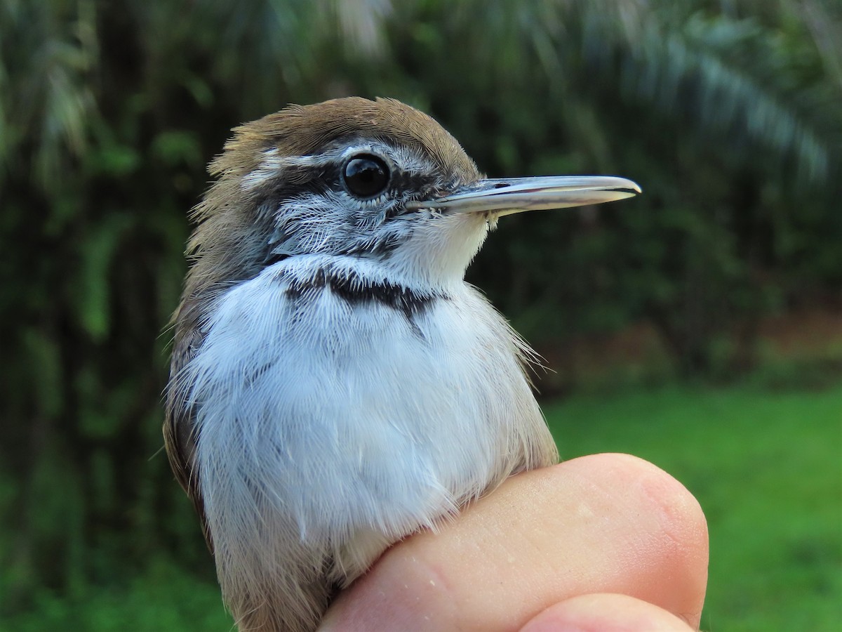 Collared Gnatwren - Hugo Foxonet