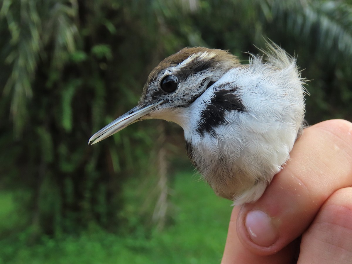 Collared Gnatwren - ML569458341