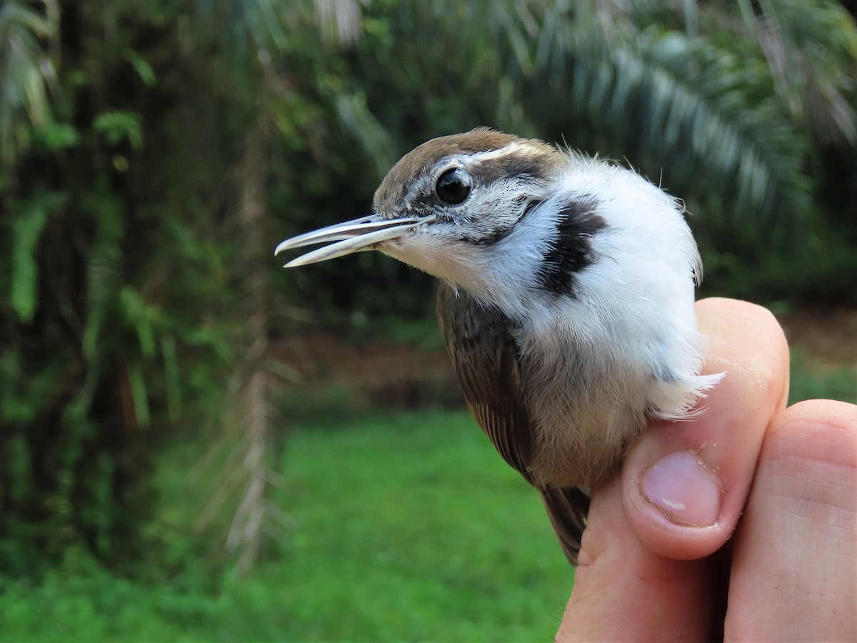 Collared Gnatwren - ML569458361