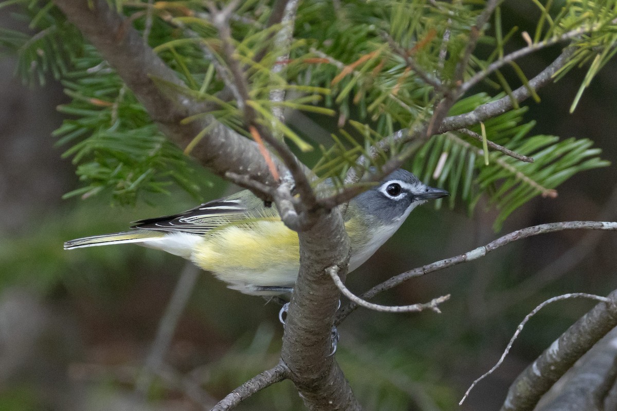 Blue-headed Vireo - ML569458501