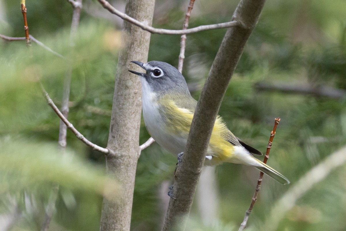 Blue-headed Vireo - ML569458611