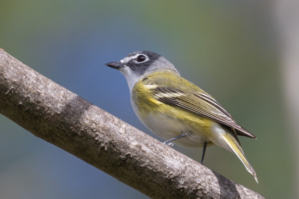 Blue-headed Vireo - ML569458811