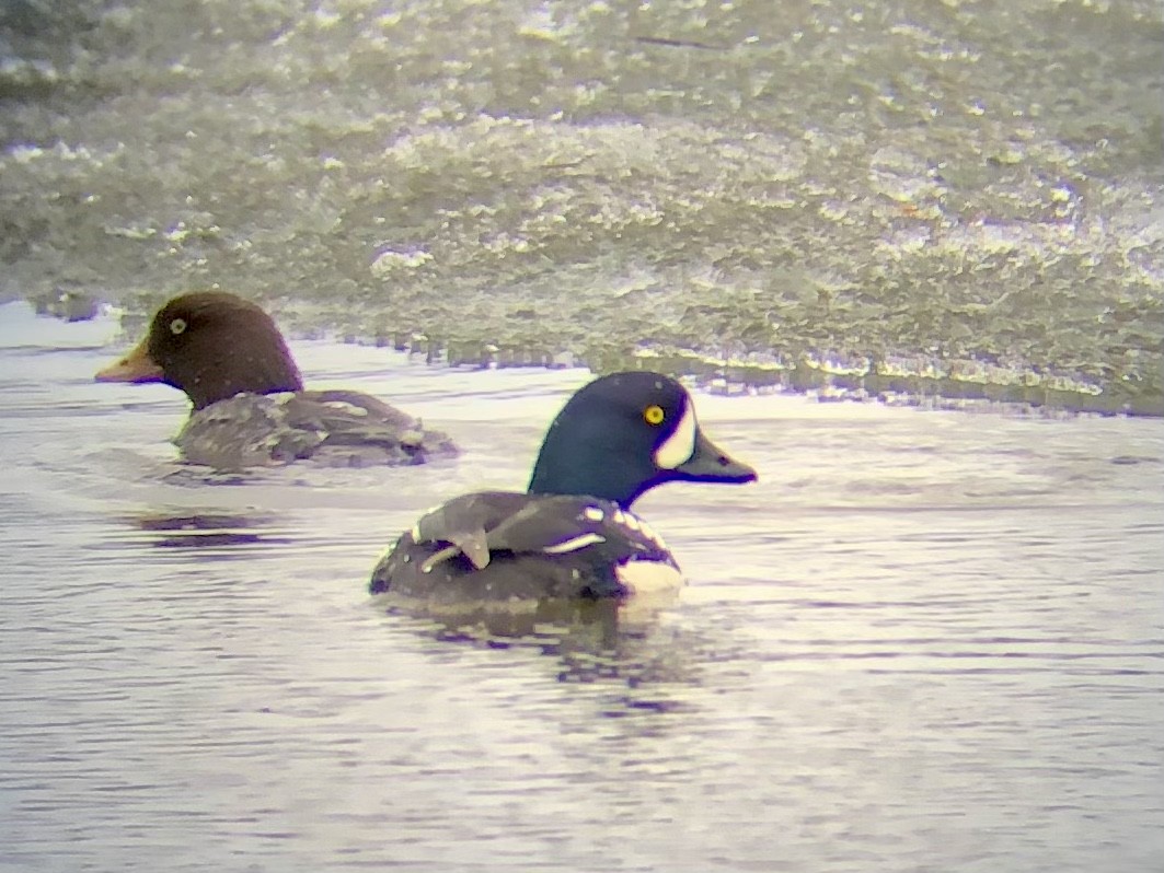 Barrow's Goldeneye - ML569458841