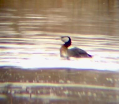 Red-necked Grebe - ML569459031