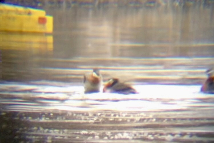 Red-necked Grebe - ML569459041