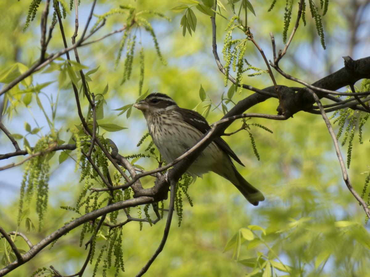 Rose-breasted Grosbeak - ML569459931