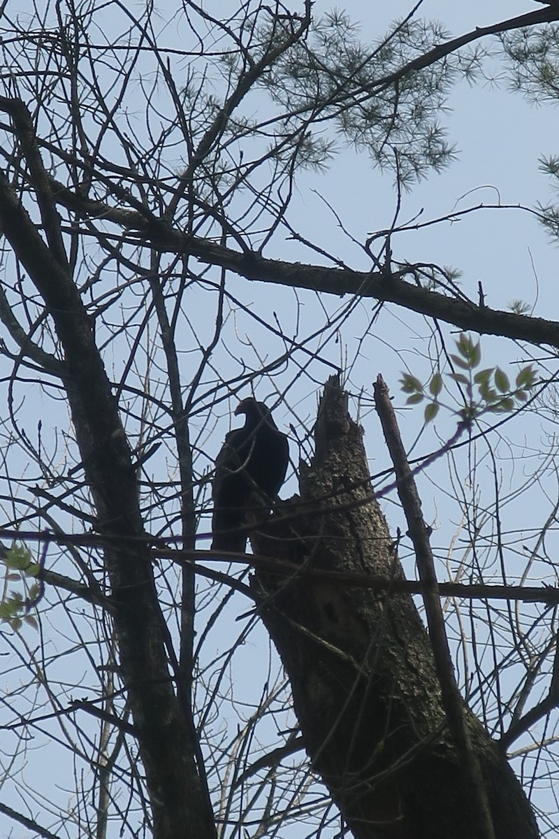 Turkey Vulture - ML569459971