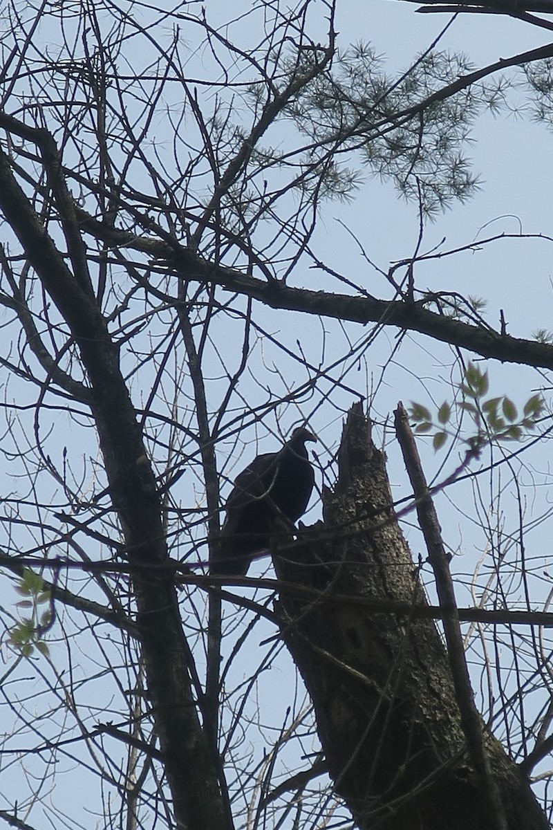 Turkey Vulture - ML569459981