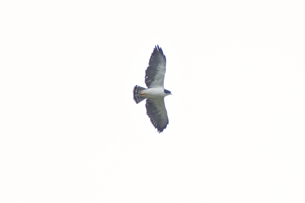 Short-tailed Hawk - ML569461781