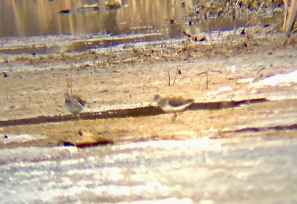 Greater Yellowlegs - ML569462431