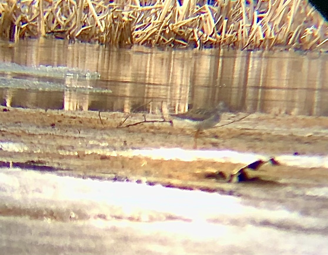 Greater Yellowlegs - Michelle Beadle