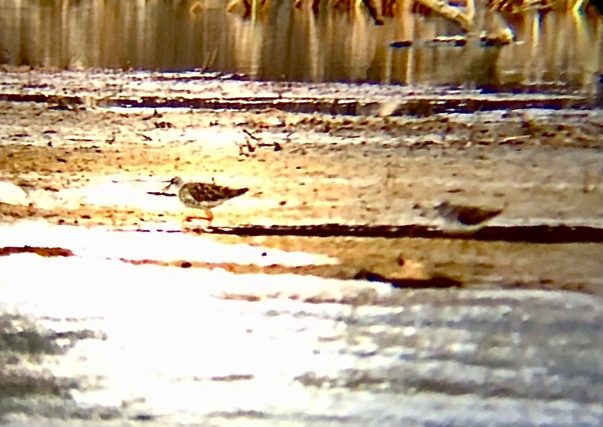 Greater Yellowlegs - ML569462451